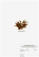 藏品(旋花藻)的圖片